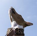 Basenji KSM Muenster 2014 (1079)